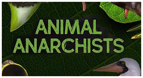 《大自然的奧秘AnimalAnarchists》探討動物行為背後的道德和倫理問題