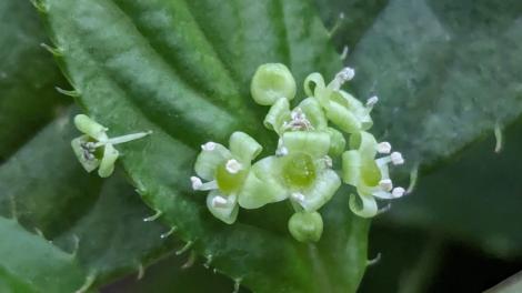 珍稀「葉上花」讓人大開眼界　臺灣青莢葉現身典藏植物園