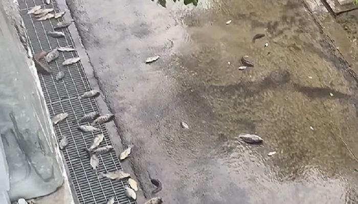 凱米颱風呼喚魚群上街遊行　超狂畫面曝光！網友警示：不撿起來會出事