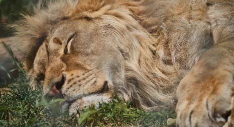 忘記關門…他表演「獅子餵食」下秒慘遭狠咬亡　遊客嚇傻