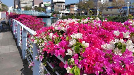 高雄九重葛蔓延綻放　繽紛花海美不勝收