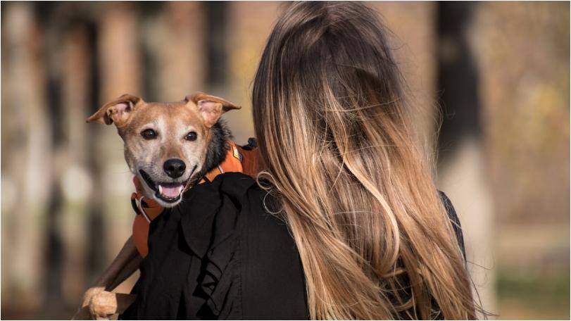 愛犬已養10多年！社區管委突宣布：不准養寵物　不然就搬走