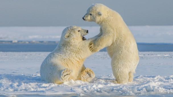 北極熊待在陸地時間拉長 科學家研發新技術維護人熊共存