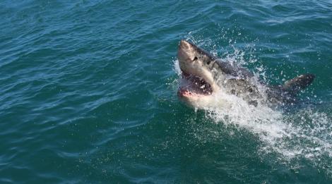 幼年大白鯊襲擊游泳男子 全身多處撕裂傷致海灘關閉