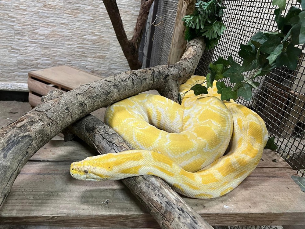 壽山動物園迎蛇年　12歲以下兒童1/25-2/2免費入園